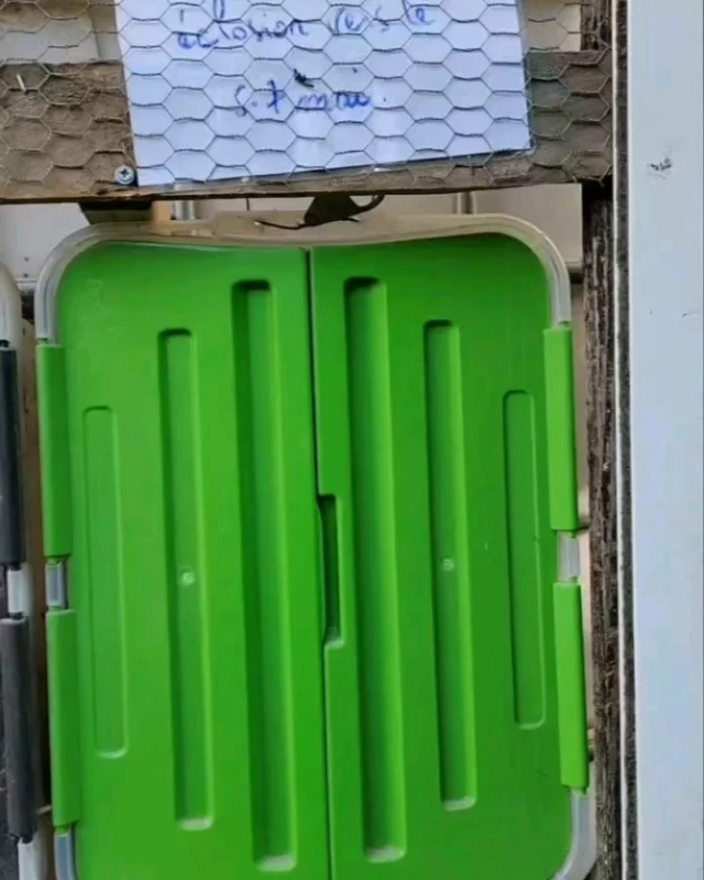 Mai 2024, vous souvenez-vous ? 
Nos poussins cassaient leur coquille 😊

Depuis ils ont bien grandi, nous avons 2 poules et 1 coq.

Mai 2025, la relève arrive.....un de ces anciens poussins couve 😍.

Verdict dans une dizaine de jours.