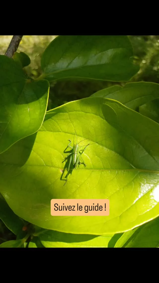 Après étude du sol, de la météo, de notre localisation,  de nos envies, des possibles puis réalisation du design par @jade.journeaux, nous passons à l'action. 

En septembre 2022, on s'attaque au sol et il y a du boulot ! On part de pas grand chose !

En février 2023, c'est le moment des 1ères plantations.

2 ans plus tard, voilà le résultat. Une incroyable transformation, une immense satisfaction d'avoir redonné de la vie à notre terrain, un immense plaisir des sens au quotidien.

Bientôt une publication avant / après, pour ceux qui n'ont jamais vu, ceux qui ne se souviennent plus, les curieux ou simplement le plaisir des yeux 😉

À bientôt 🌿