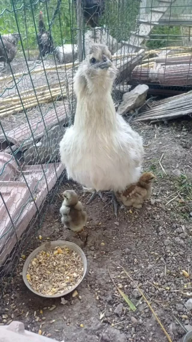 28 mai 2025, après 3 semaines et demie de couvaison, 3 œufs ont éclos.
Un n'a pas survécu, les 2 autres sont en pleine forme 😊.

Installez-vous confortablement, prenez le temps et savourez ce pur moment de bonheur simple 😍

À regarder sans modération 🤗